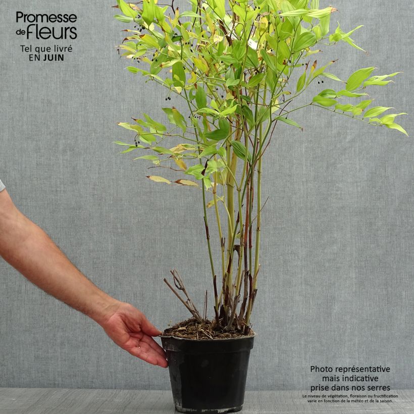 Ejemplar de Disporum cantoniense Green Giant - Cloche des fées en pot de 3L/4L entregado en verano