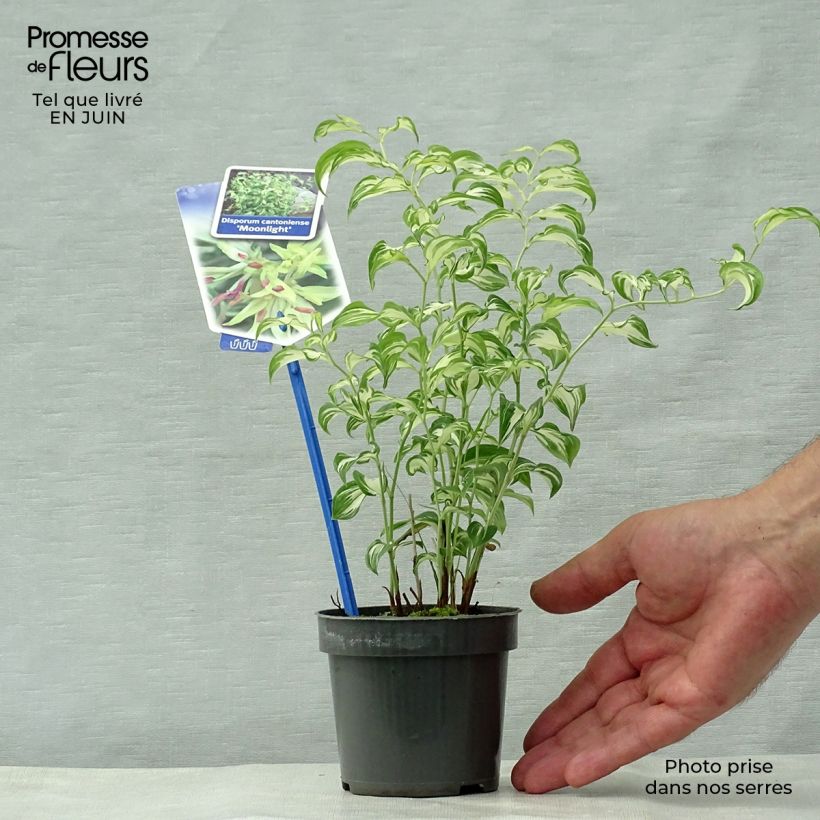 Ejemplar de Disporum cantoniense Moonlight Maceta de 8/9 cm entregado en verano