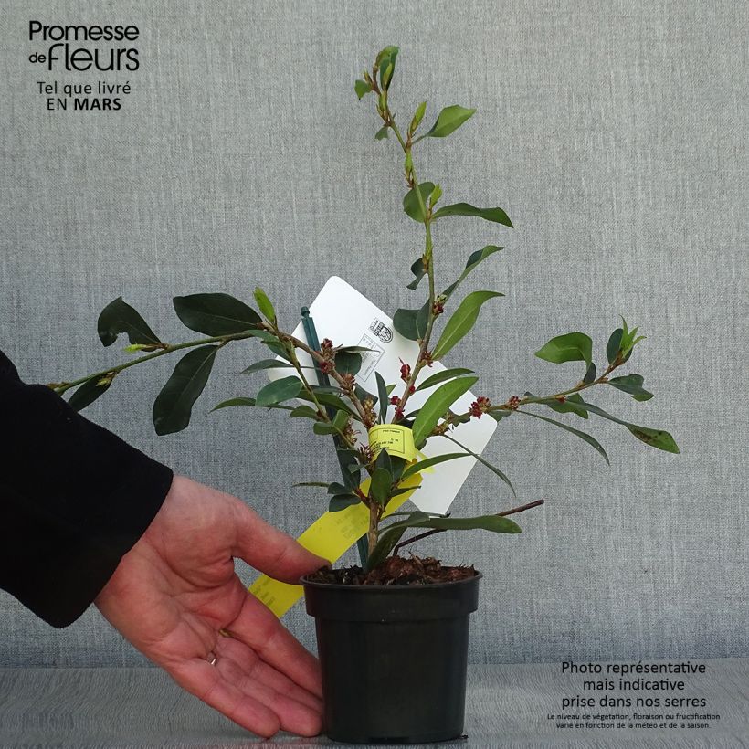 Distylium Vintage Jade livré en godet de 9 cm Ejemplar entregado en la primavera