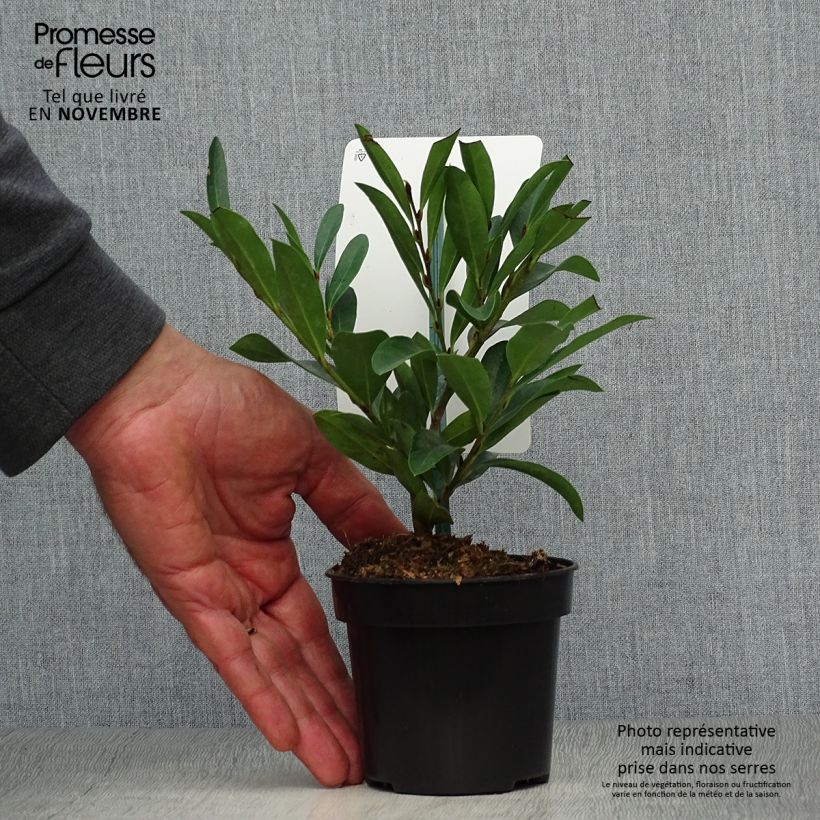 Ejemplar de Distylium Blue Cascade Maceta de 10 cm/11 cm entregado en otoño