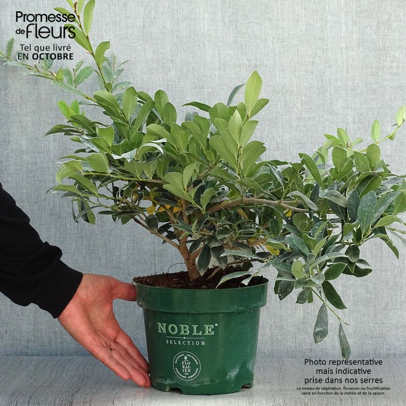 Ejemplar de Distylium Blue Cascade Maceta 4L/5L entregado en otoño