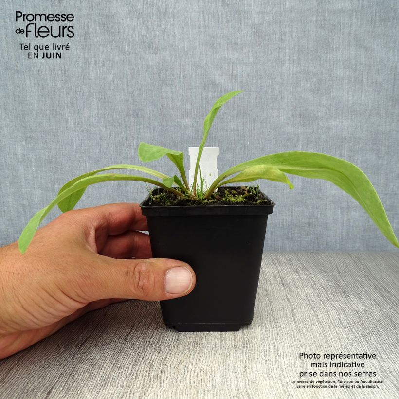 Ejemplar de Dodecatheon meadia - Primula de las praderas Maceta de 8/9 cm entregado en verano