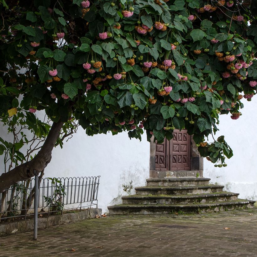 Dombeya x cayeuxii (Porte)