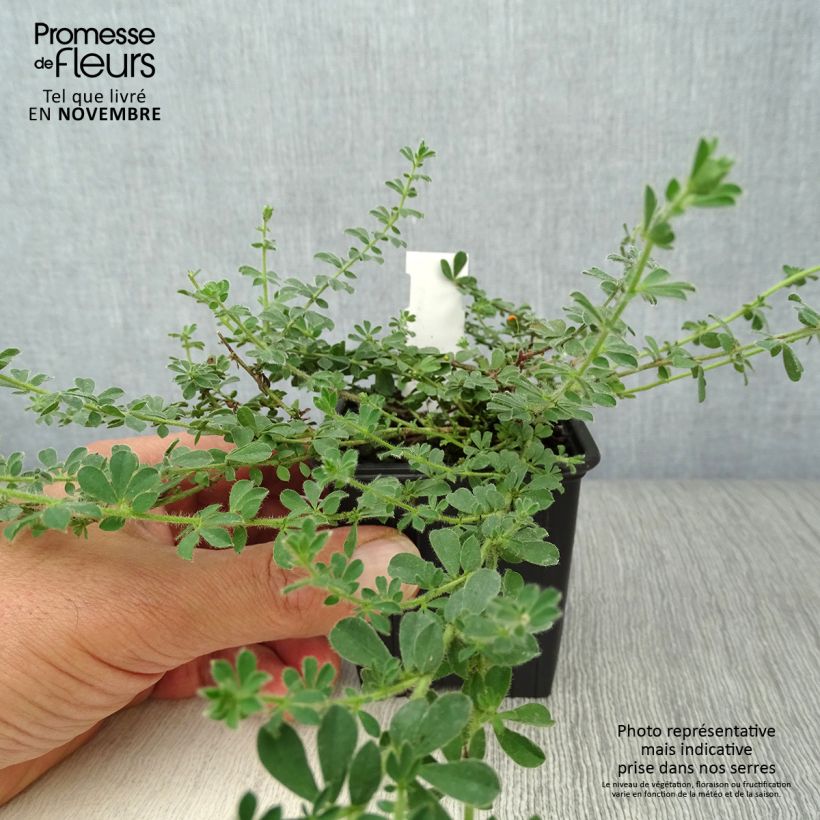 Ejemplar de Dorycnium hirsutum - Aliaga erizada Maceta de 8/9 cm entregado en otoño