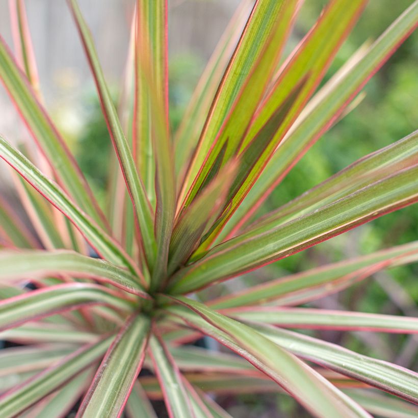 Dracaena Bicolor (Follaje)