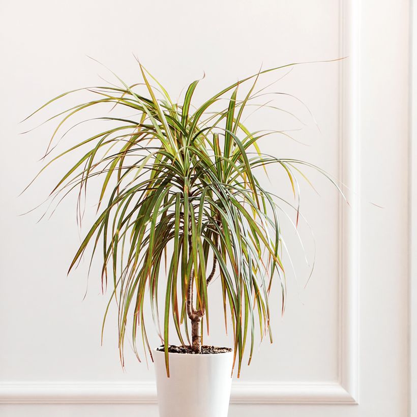Dracaena Bicolor (Porte)