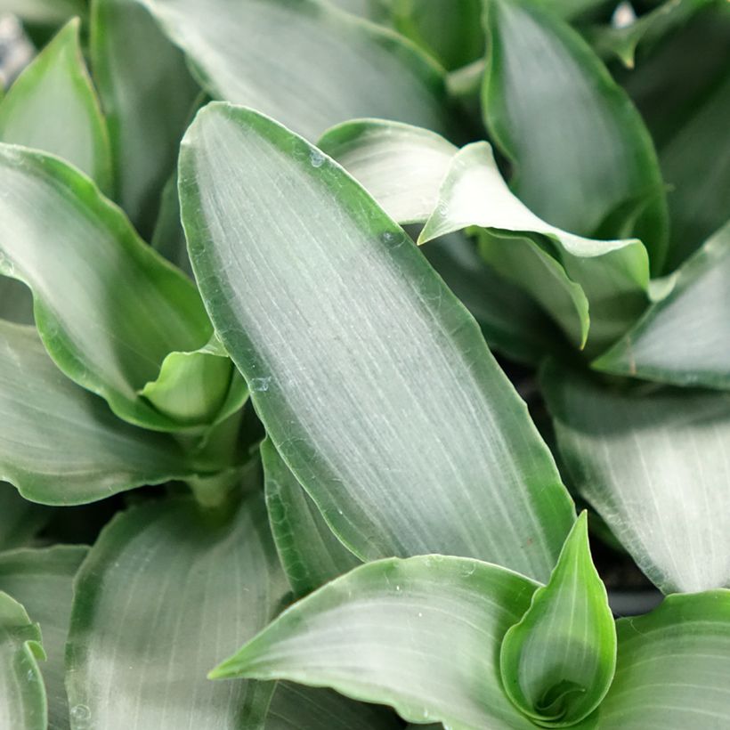 Dracaena Hawaii (Follaje)