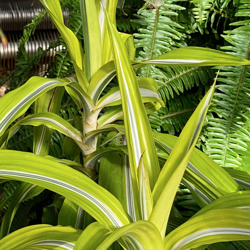 Dracaena Lemon Surprise (Porte)