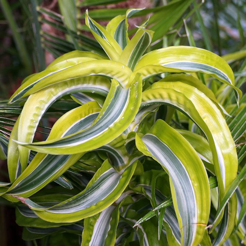 Dracaena Lemon Surprise (Follaje)