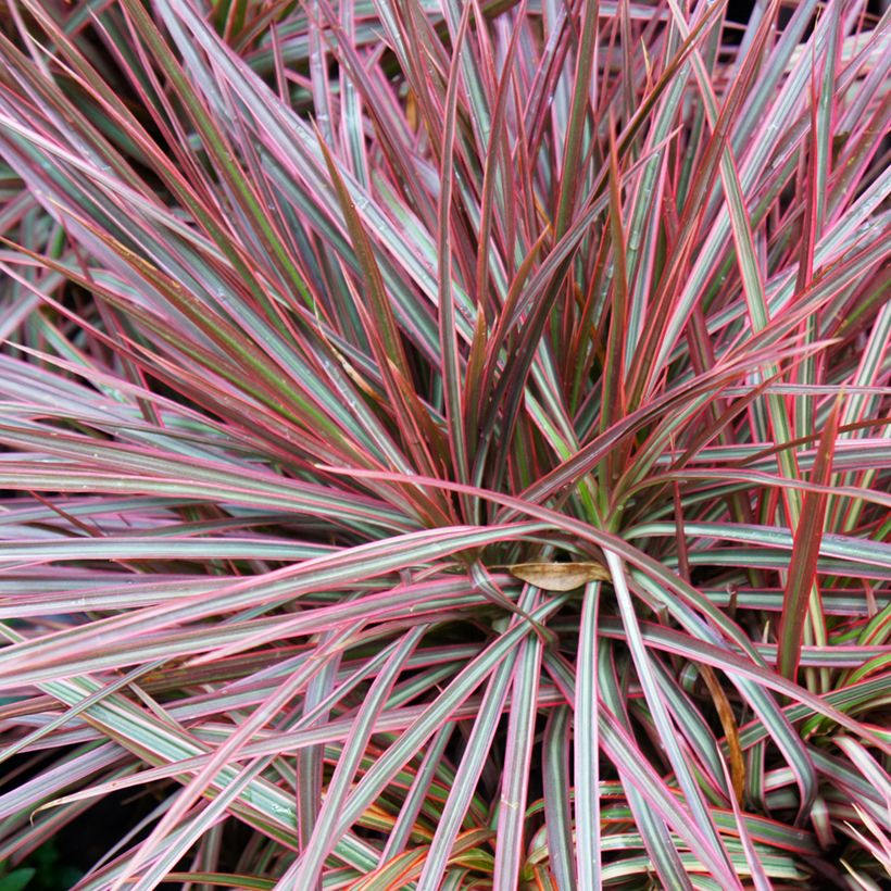 Dracaena Magenta (Follaje)