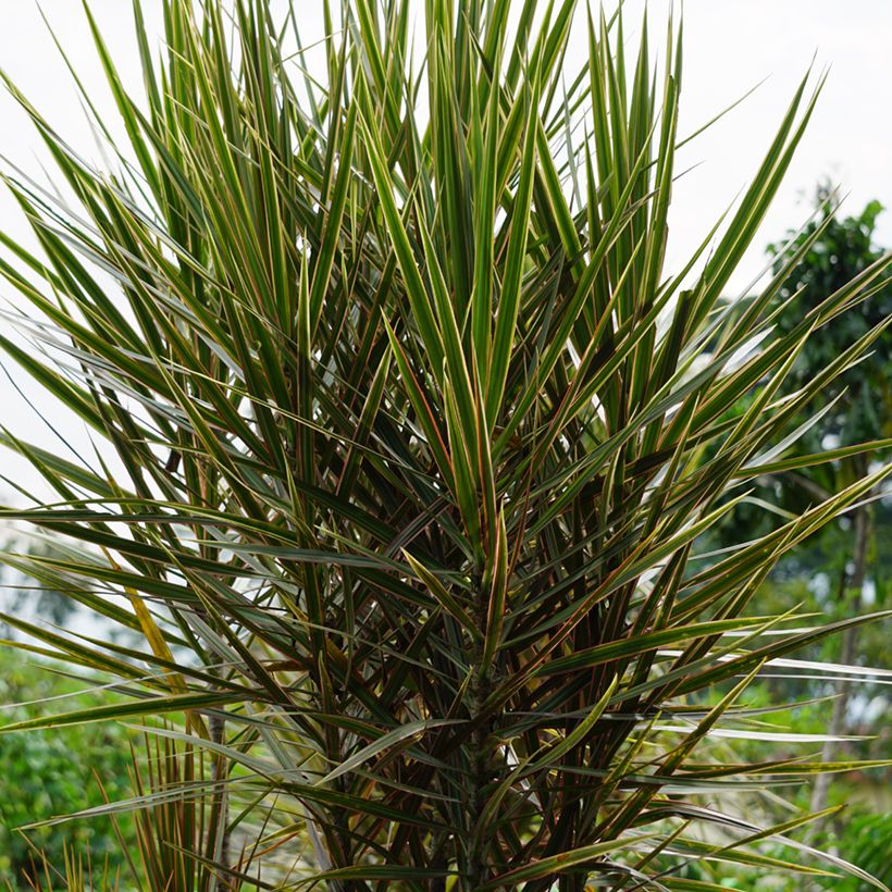 Dracaena Magenta (Porte)