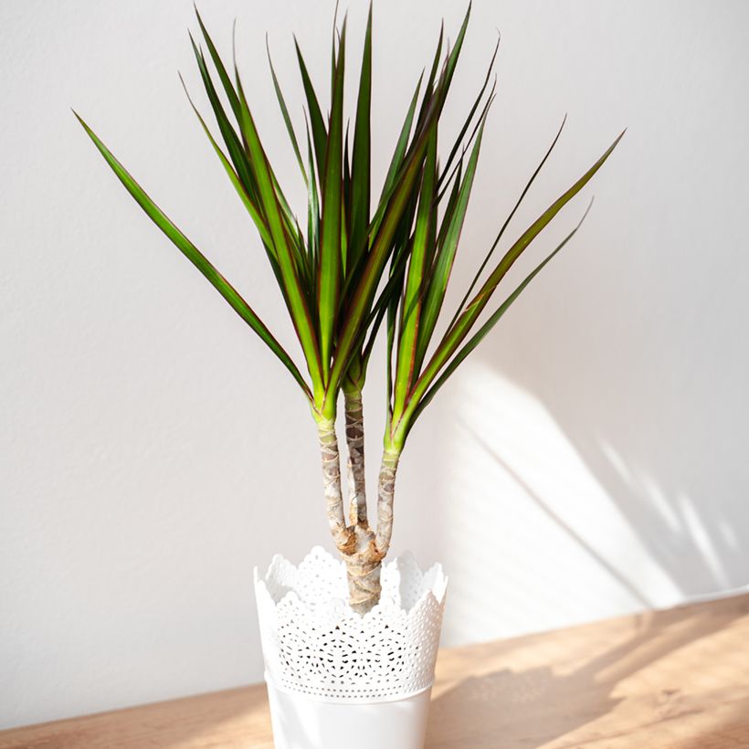 Dracaena marginata (Porte)