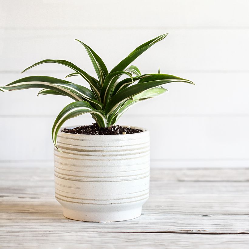 Dracaena White Jewel (Porte)