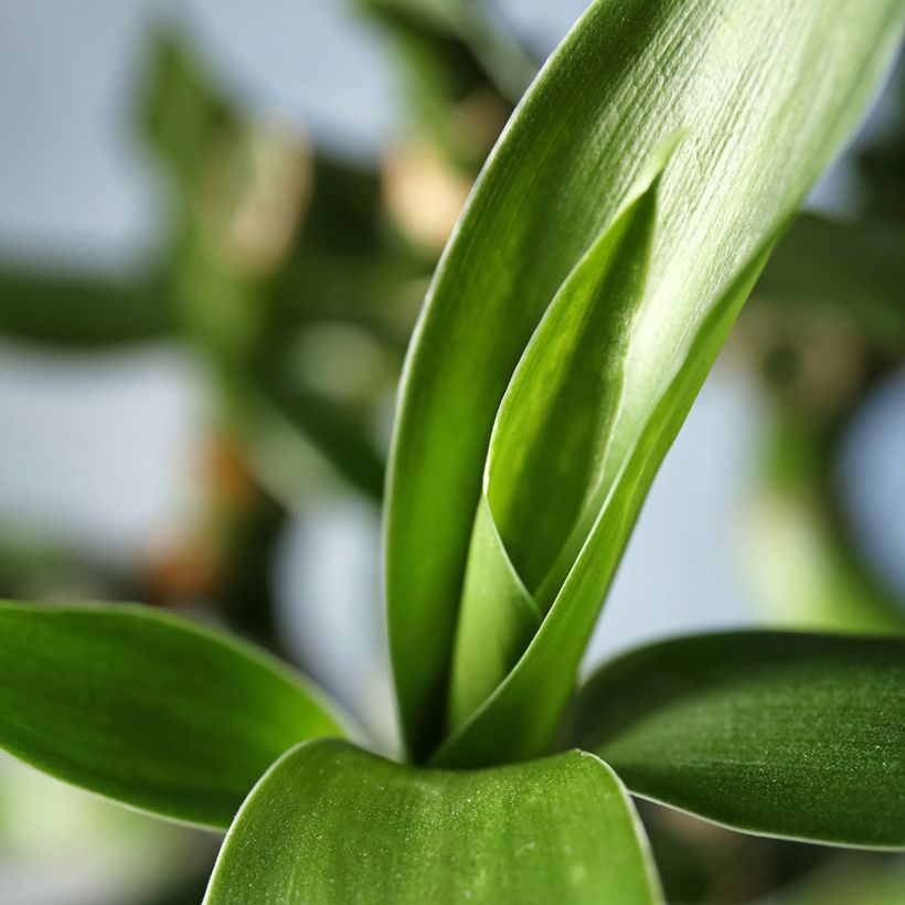 Bambú de la suerte - Dracaena sanderiana (Follaje)