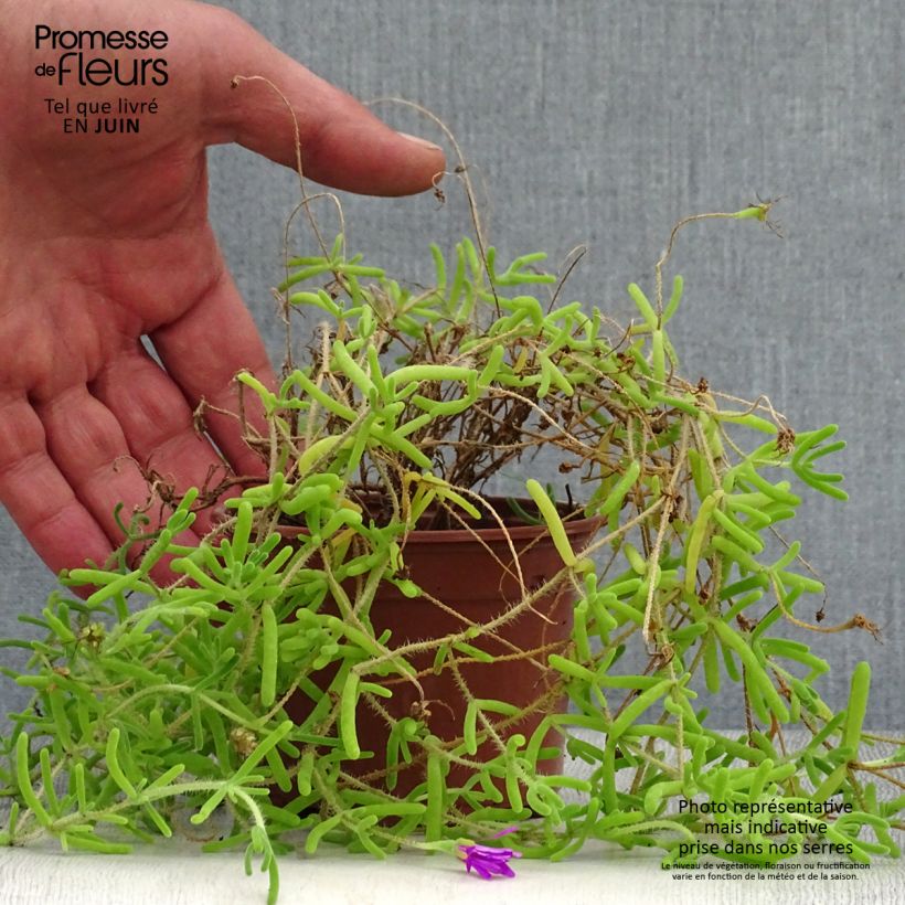Ejemplar de Drosanthemum candens (= floribundum) Godet de 9cm entregado en verano