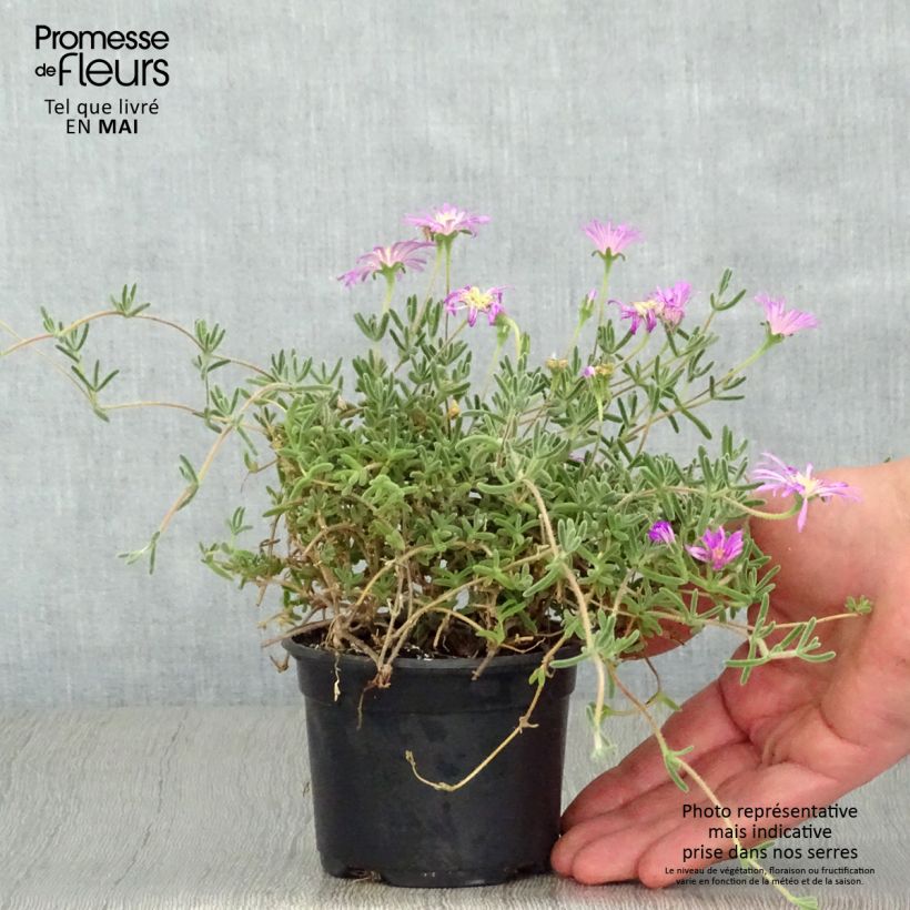 Drosanthemum hispidum - Rocío púrpura Maceta de 8/9 cm Ejemplar entregado en la primavera