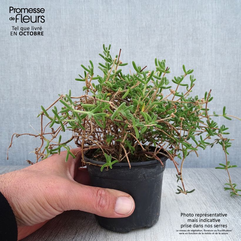 Ejemplar de Drosanthemum hispidum - Rocío púrpura Maceta de 8/9 cm entregado en otoño
