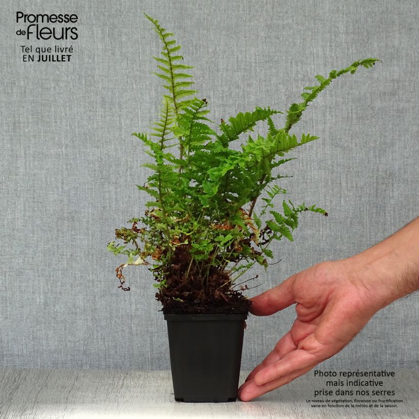 Ejemplar de Dryopteris affinis Crispa - Falso helecho macho Maceta de 8/9 cm entregado en verano