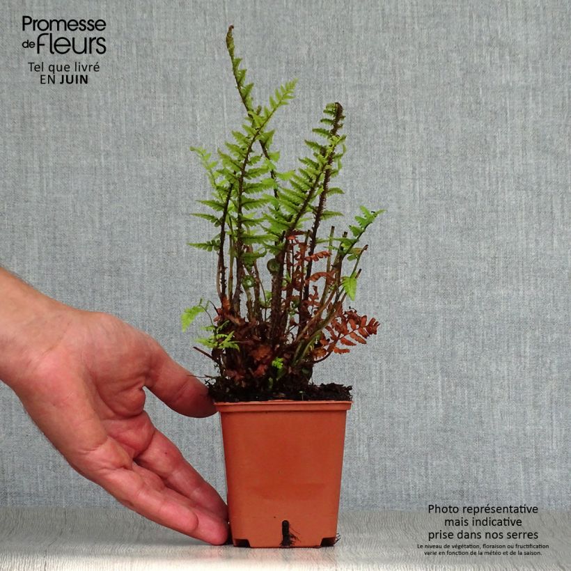 Ejemplar de Dryopteris affinis - Falso helecho macho Maceta de 8/9 cm entregado en verano