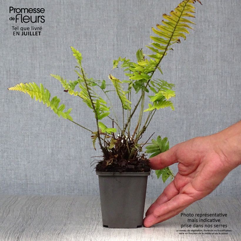 Ejemplar de Dryopteris cycadina - Helecho Maceta de 8/9 cm entregado en verano