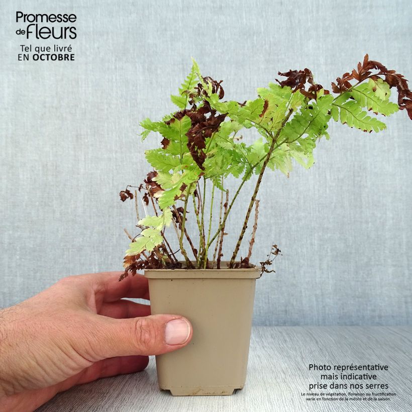 Ejemplar de Dryopteris dilatata - Helecho macho dilatado Maceta de 8/9 cm entregado en otoño
