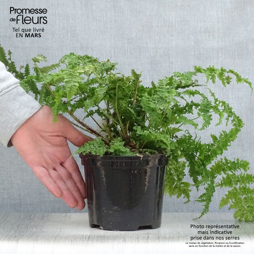 Dryopteris dilatata - Helecho macho dilatado Maceta 2L/3L Ejemplar entregado en la primavera