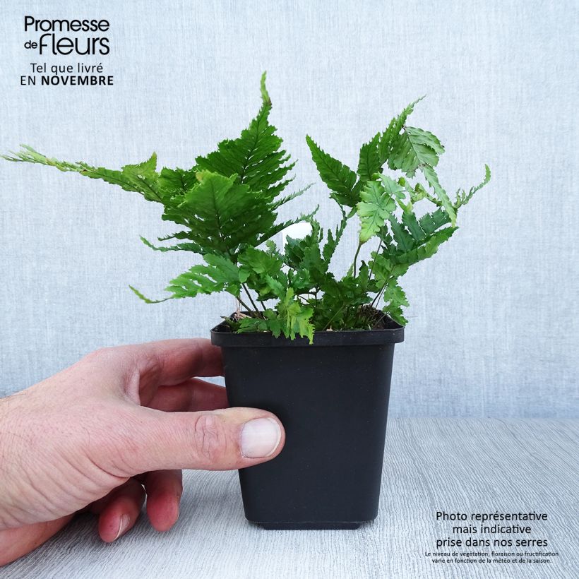 Ejemplar de Dryopteris erythrosora - Helecho macho de sori rojos Maceta de 8/9 cm entregado en otoño