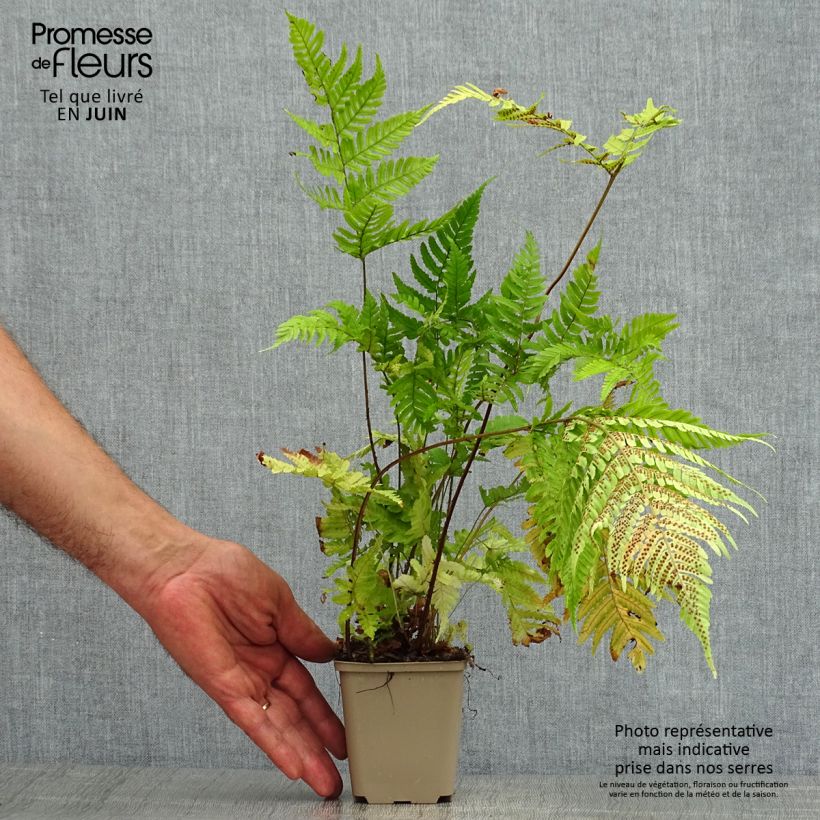Ejemplar de Dryopteris erythrosora - Helecho macho de sori rojos Maceta de 8/9 cm entregado en verano