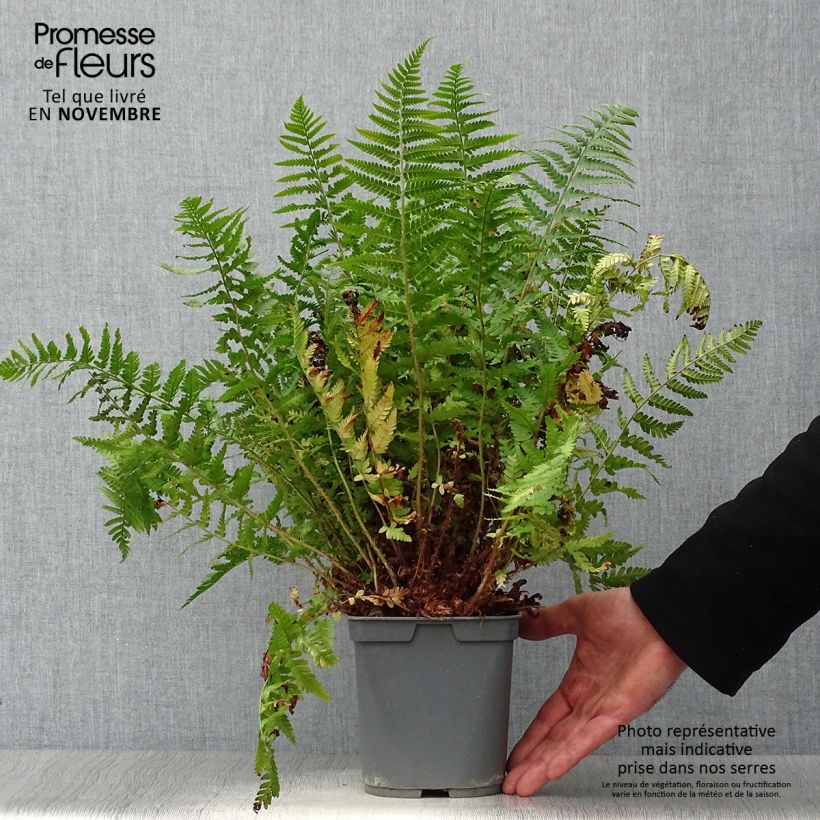 Ejemplar de Dryopteris erythrosora - Helecho macho de sori rojos Maceta 2L/3L entregado en otoño