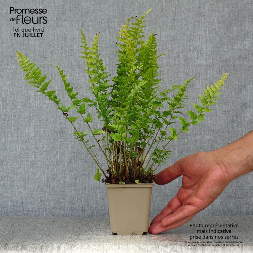 Ejemplar de Dryopteris filix-mas Barnesii - Helecho macho común Maceta de 8/9 cm entregado en verano