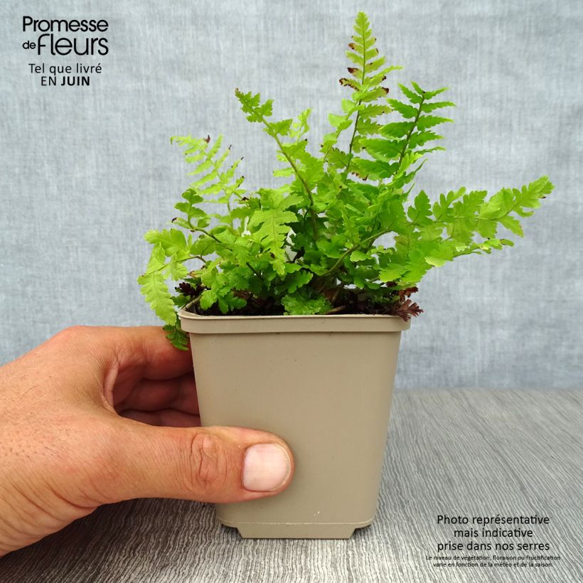 Ejemplar de Dryopteris filix-mas - Helecho macho común Maceta de 8/9 cm entregado en verano