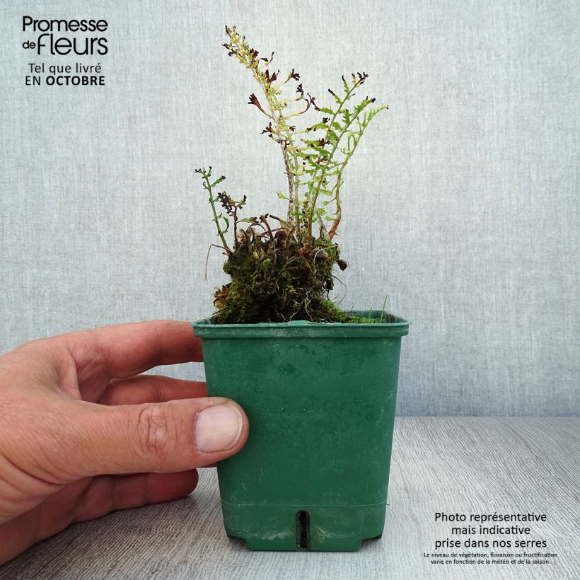 Ejemplar de Dryopteris filix-mas Linearis Polydactyla - Helecho macho común Maceta de 8/9 cm entregado en otoño