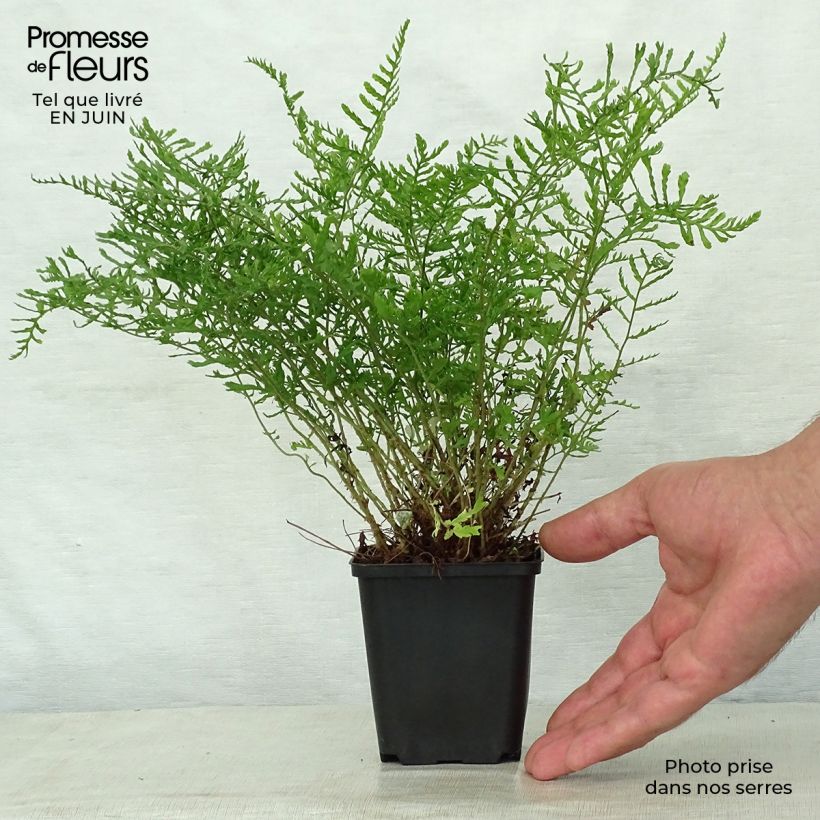 Ejemplar de Dryopteris filix-mas Linearis Polydactyla - Helecho macho común Maceta de 8/9 cm entregado en verano