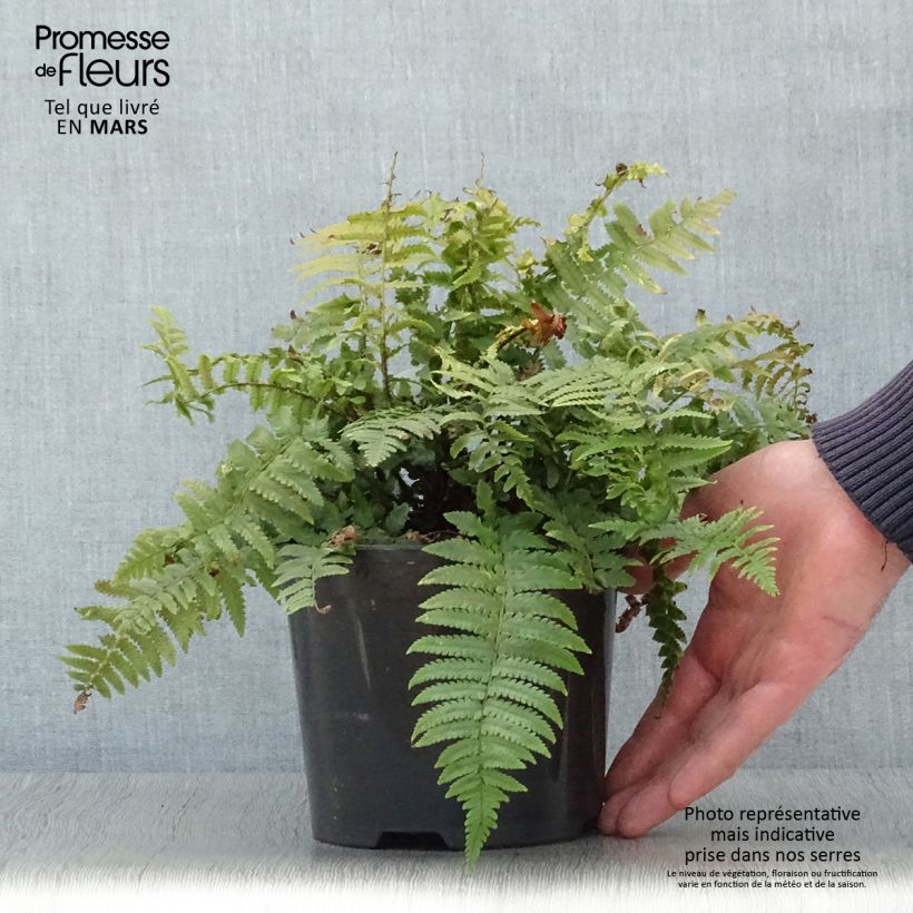 Dryopteris kuratae - Helecho Maceta 2L/3L Ejemplar entregado en la primavera