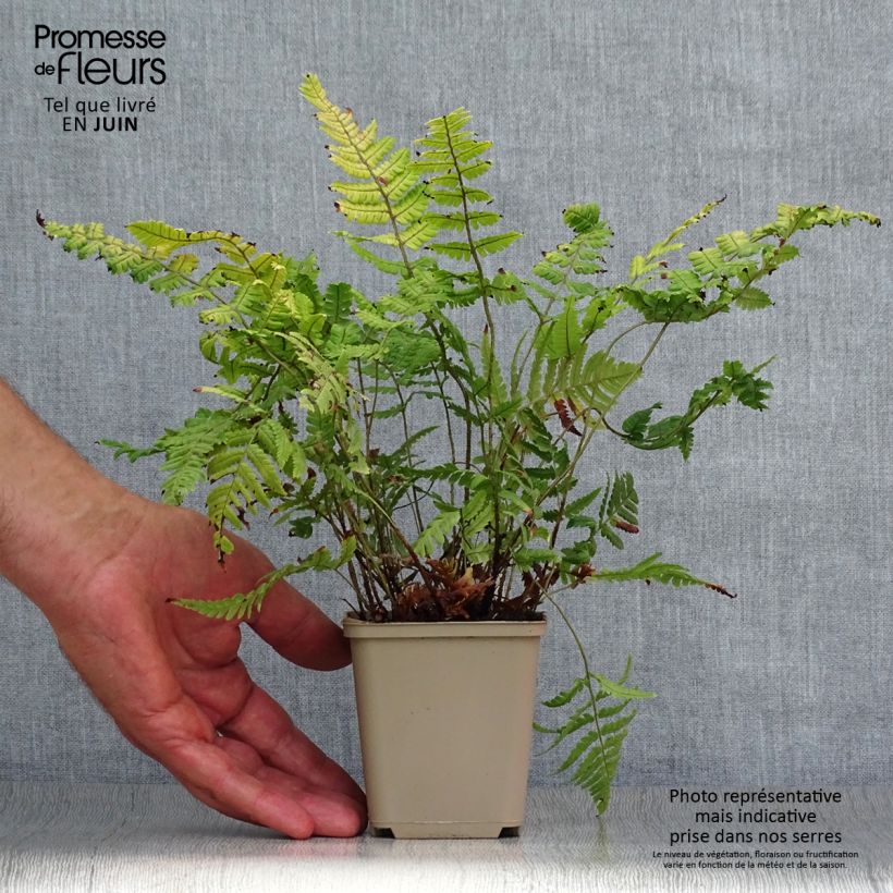 Ejemplar de Dryopteris lepidopoda - Helecho de pie escamoso Maceta de 8/9 cm entregado en verano