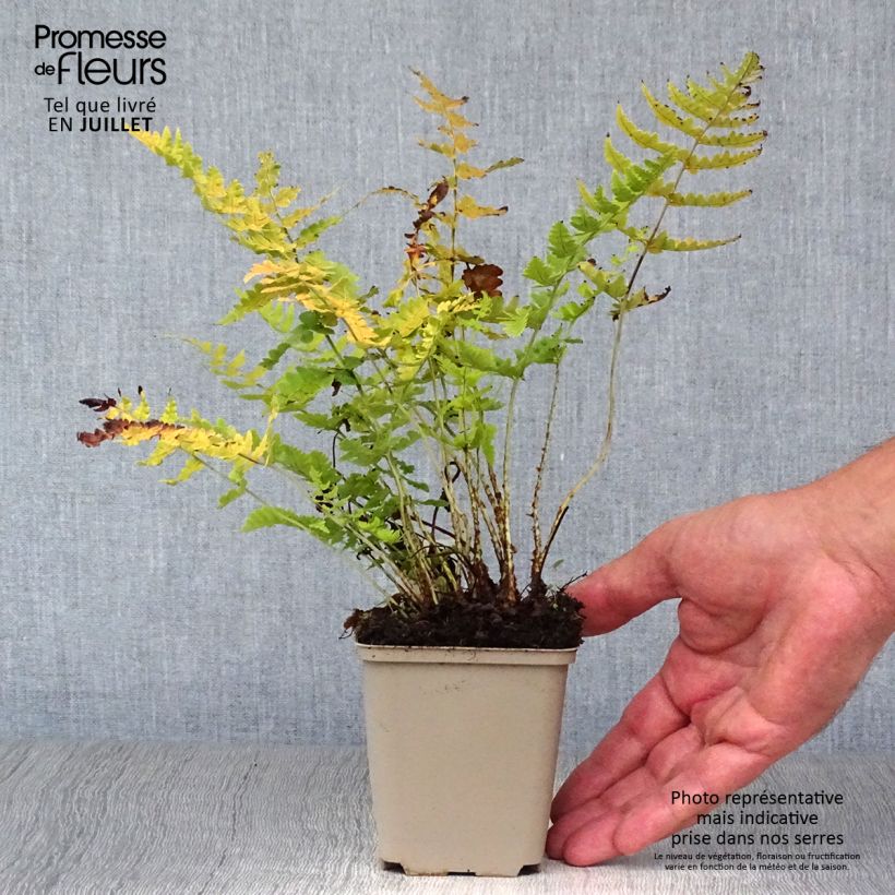 Ejemplar de Dryopteris marginalis - Helecho Maceta de 8/9 cm entregado en verano