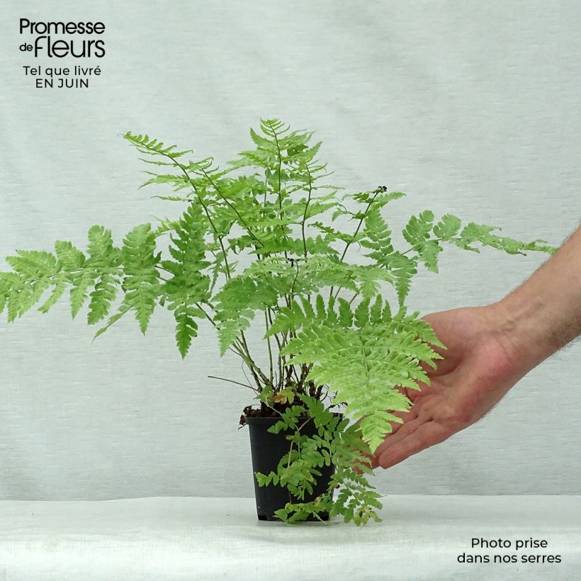 Ejemplar de Dryopteris stewartii - Helecho Maceta de 8/9 cm entregado en verano