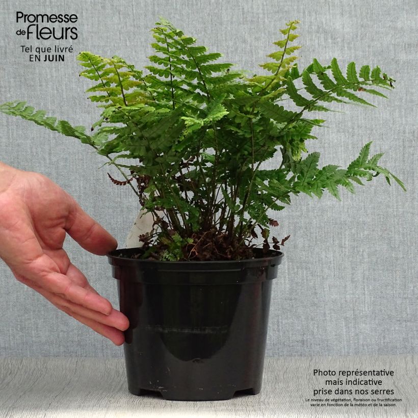 Ejemplar de Dryopteris wallichiana Jurassic Gold - Helecho de Wallich Maceta 2L/3L entregado en verano