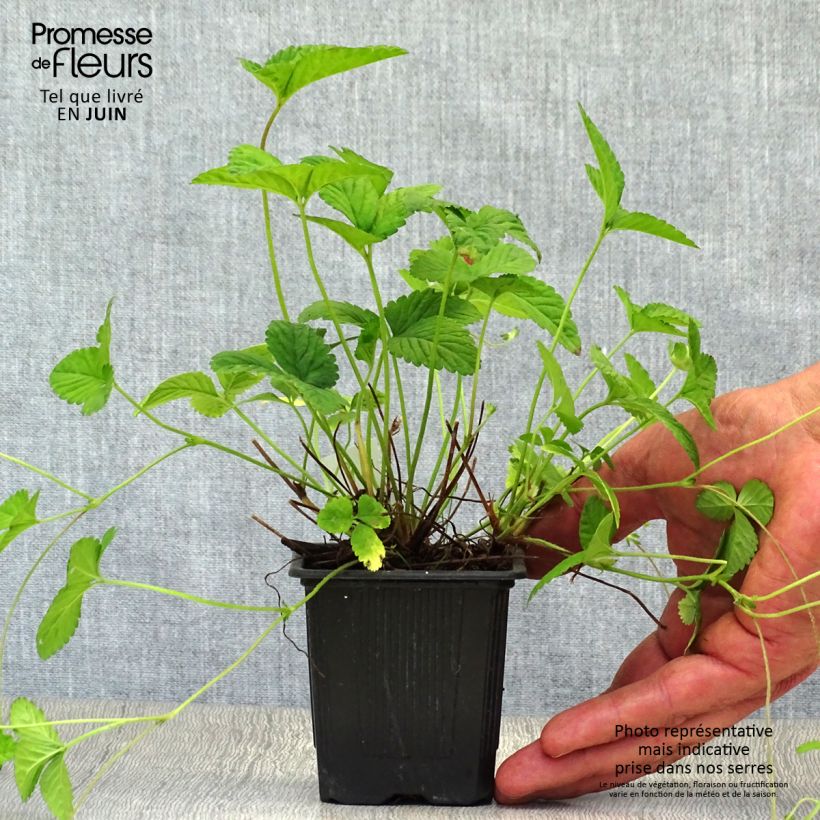Ejemplar de Duchesnea indica - Fresa india Maceta de 8/9 cm entregado en verano
