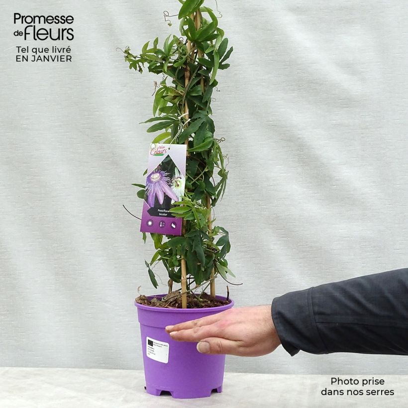 Passiflora Duo - Flor de la pasión Maceta 2L/3L Ejemplar entregado en invierno