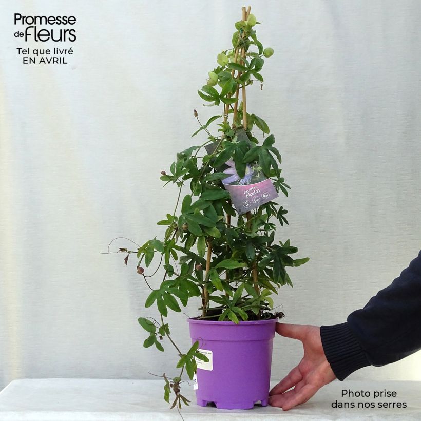 Passiflora Duo - Flor de la pasión Maceta 2L/3L Ejemplar entregado en la primavera