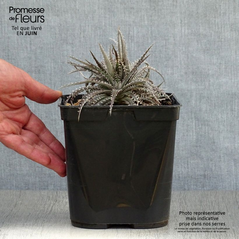 Ejemplar de Dyckia Brittle Star - Hoja de Sierra Maceta 3L/4L entregado en verano