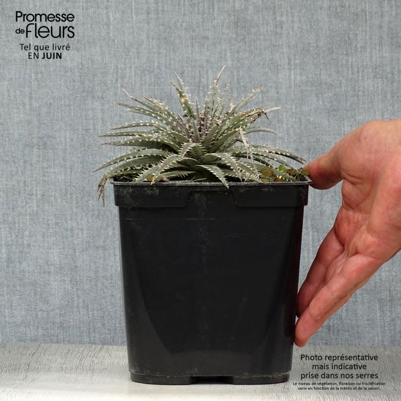 Ejemplar de Dyckia Grand Marnier - Hoja de Sierra Maceta 2L/3L entregado en verano