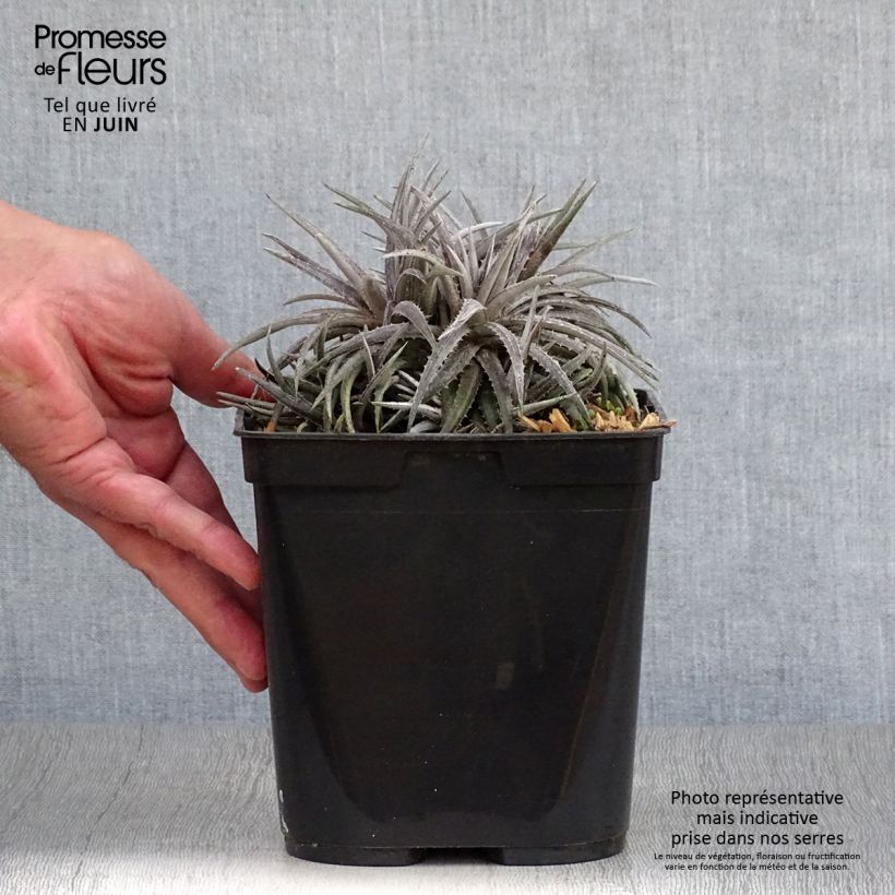 Ejemplar de Dyckia Pale Rider - Hoja de Sierra Maceta 2L/3L entregado en verano