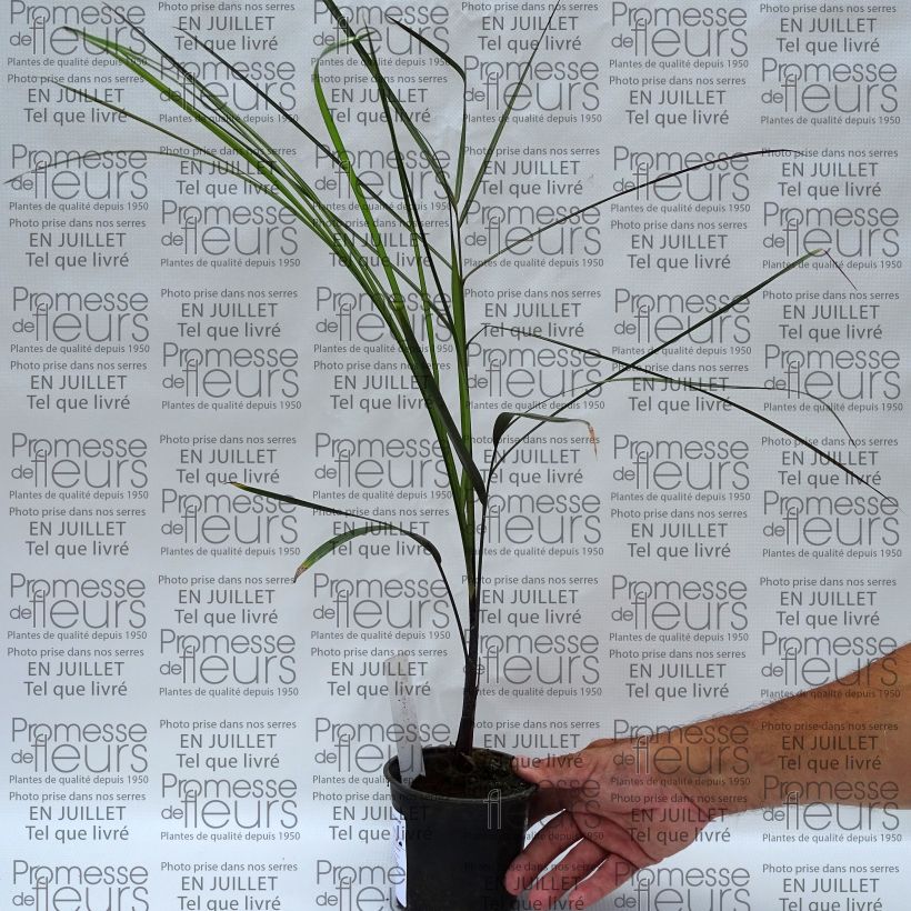 Ejemplar de Dypsis plumosa - Palmera plumosa Maceta de 12 cm / 13 cmAltura de entrega aprox. 20/30cm entregado en verano