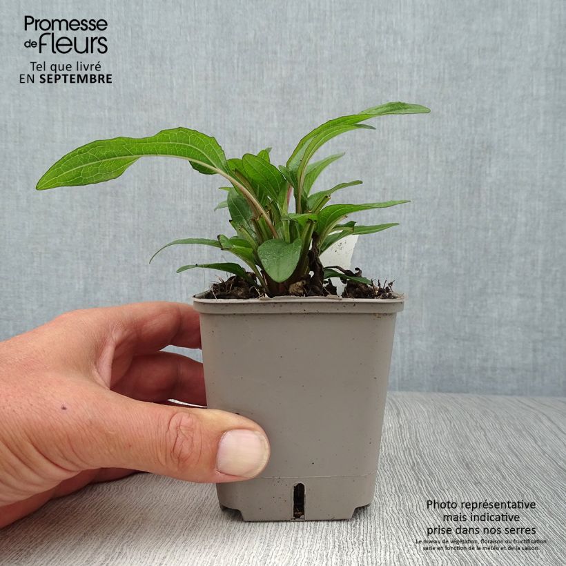 Ejemplar de Echinacea Kismet Orange Intense Maceta de 8/9 cm entregado en otoño