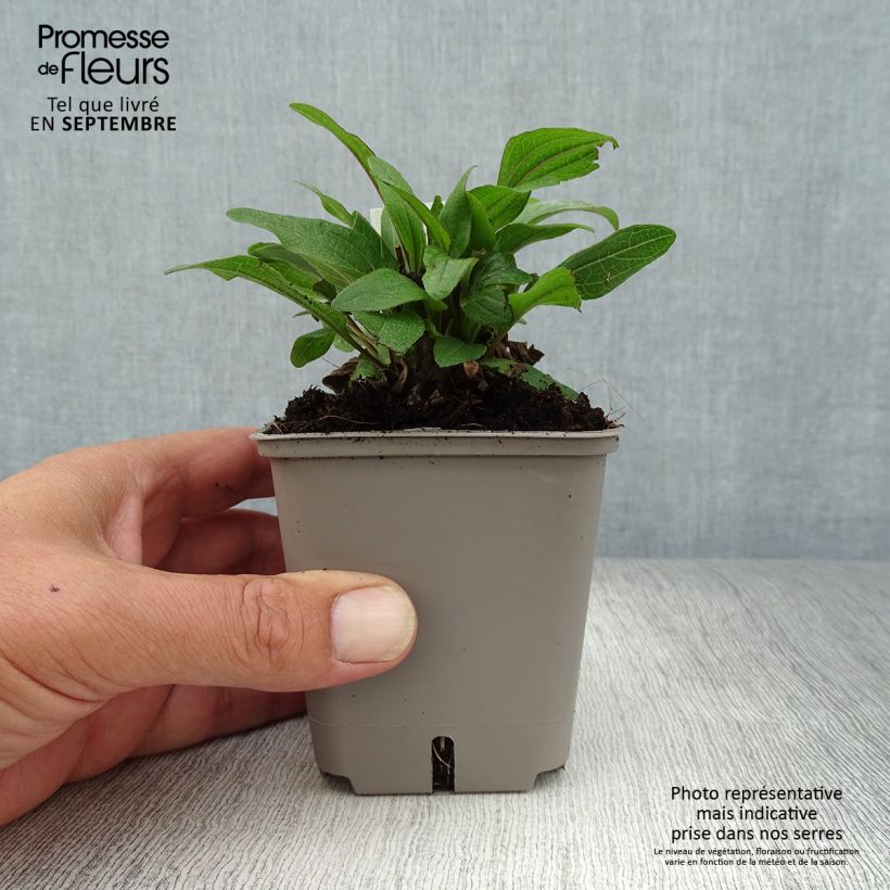 Ejemplar de Echinacea Kismet Red Maceta de 8/9 cm entregado en otoño