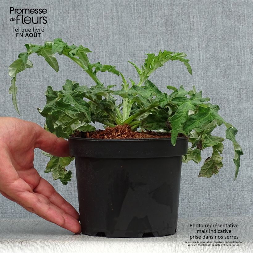 Ejemplar de Echinops bannaticus Taplow Blue - Cardo globo azul Maceta 2L/3L entregado en verano