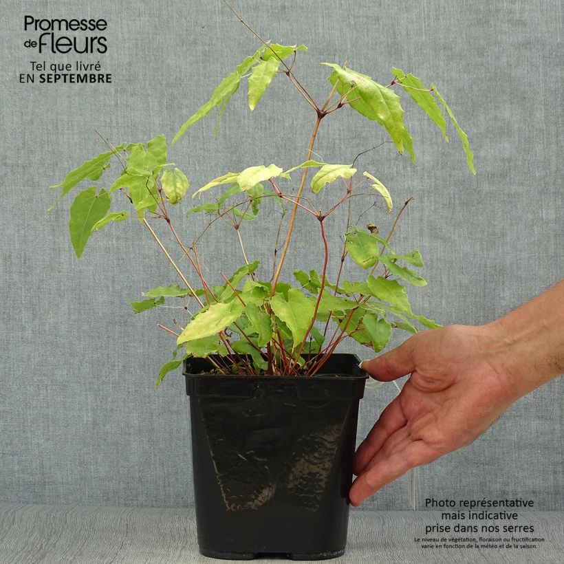 Ejemplar de Epimedium Amber Queen Maceta 3L/4L entregado en otoño