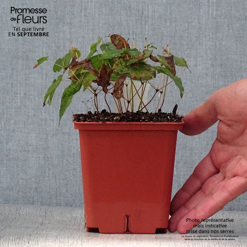 Ejemplar de Epimedium rubrum Galadriel Maceta 1L/1,5L entregado en otoño